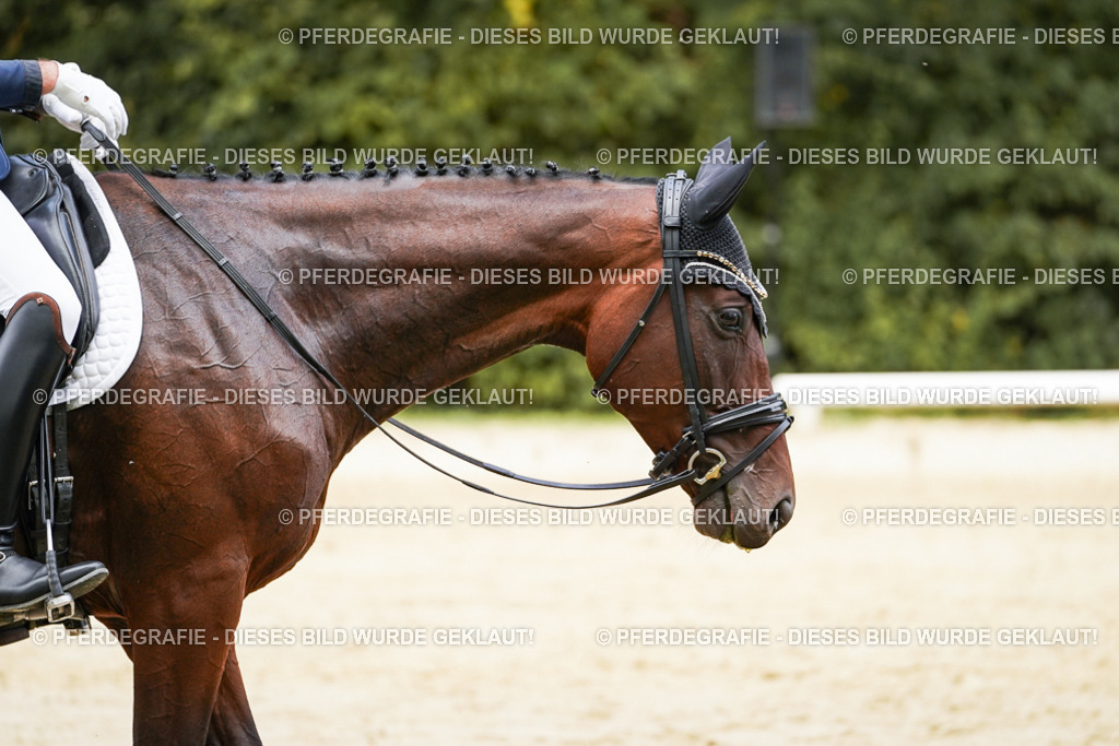 DSC09168 | Pferdegrafie