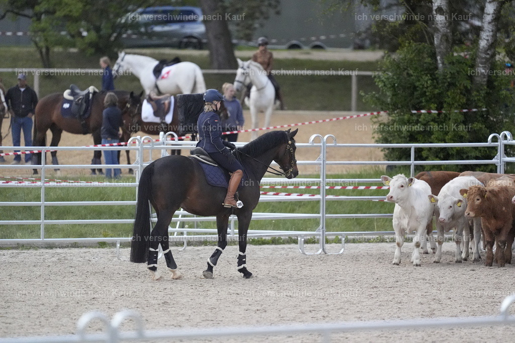 PI26_COW_Stoibphotography_DSC5832.JPG | working equitationturnier fotograf videograf stoibphotography marixx film working equitation deutschland reitsport turnierfotografie eventfotografie equestrian events