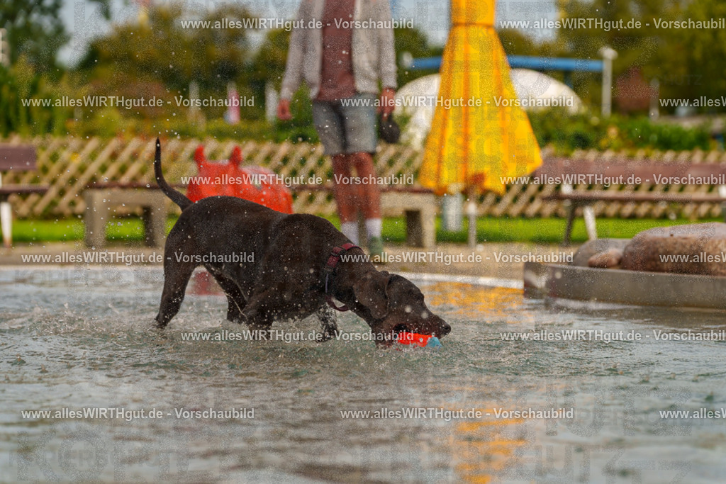 Hundeschwimmen_Grefrath_2026-allesWIRTHgut_Tierfotografie-11_38-7R503405 | Professionelle Tierfotografie in Mönchengladbach von Daniel Wirth (allesWIRTHgut). Liebevolle & natürliche Bilder von Hunden & Katzen für unvergessliche Erinnerungen.