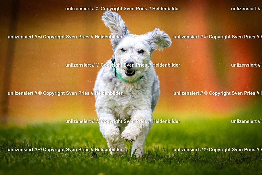 Sven Pries | 2025-09-21 - Hunderennen Baden-Oos - Realisiert mit Pictrs.com