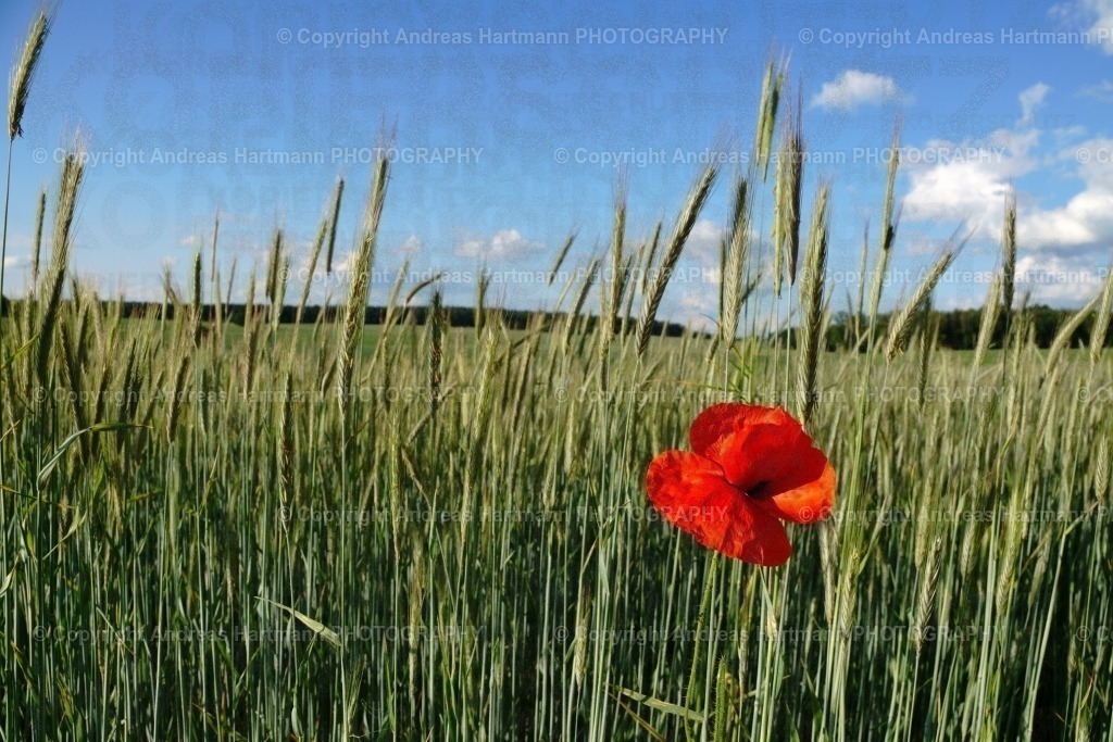 Klatschmohn im Getreidefeld | Klatschmohn im Getreidefeld - Realisiert mit Pictrs.com