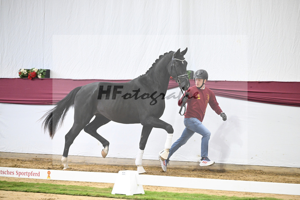 Kat-Nr. 61 Florent Blue Hors x St. Moritz Junior_ZG Kube u Holder_47252257 | hf-fotografie - Realisiert mit Pictrs.com