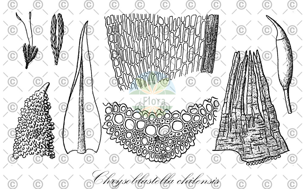 HistAbb_wfo-0000005842_1_ENZY_Simple | Historische Abbildung von Chrysoblastella chilensis - Chrysoblastellaceae | Historical Illustration of Chrysoblastella chilensis - Chrysoblastellaceae