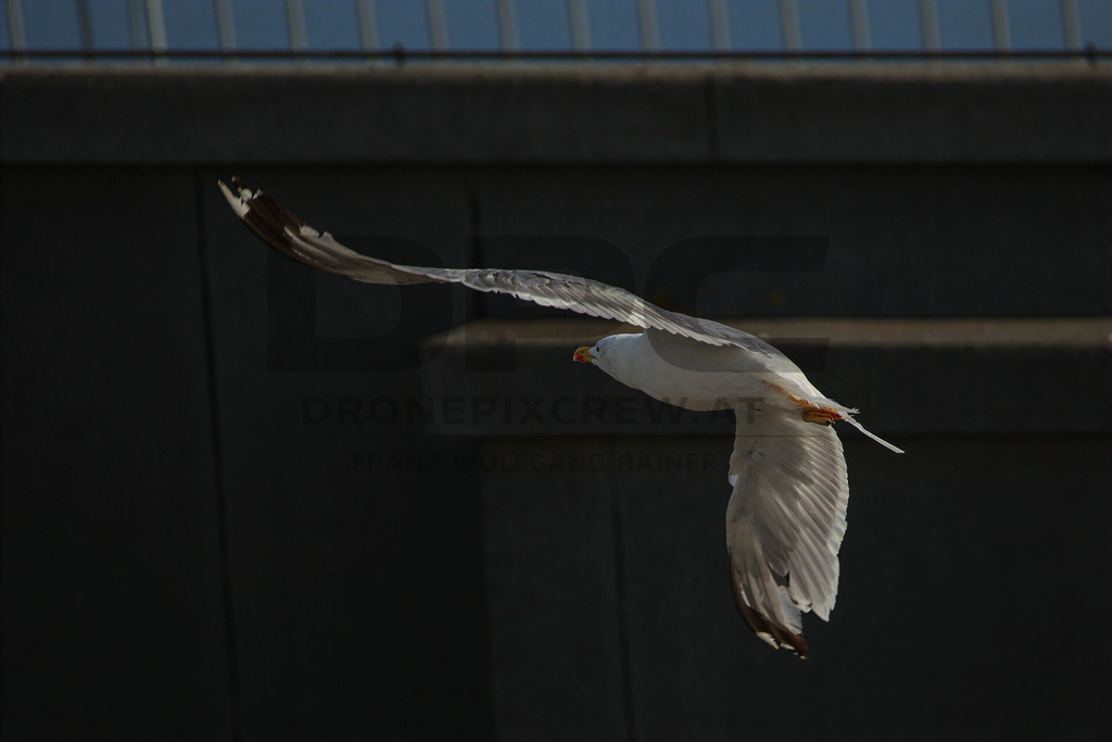 Yellow-legged Gull (Larus michahellis) | Yellow-legged Gull (Larus michahellis), a large gull species commonly found along Mediterranean coasts, rocky shorelines, harbours and coastal areas. - Realisiert mit Pictrs.com