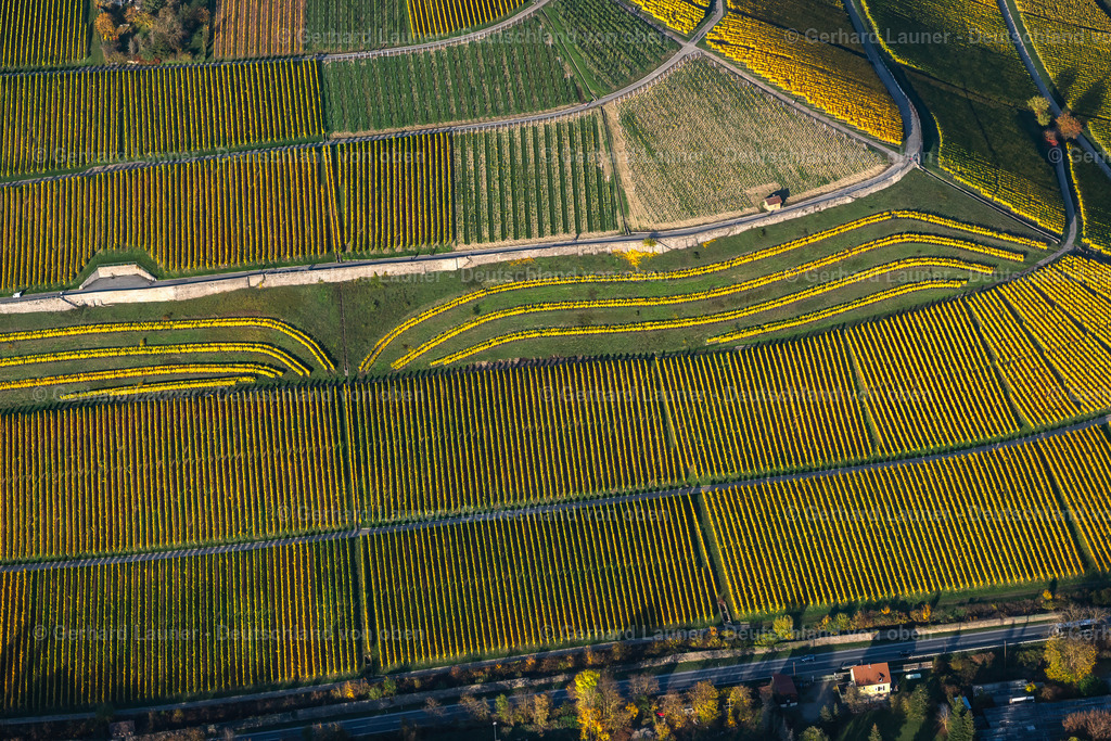 4042282 | Weinanbaugebiet Abtsleite, Würzburg