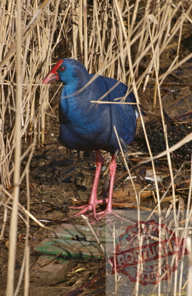 Purple Swamphen bird standing among wetland reeds | Purple Swamphen wading in a natural wetland habitat surrounded by dry reeds and water - Realisiert mit Pictrs.com