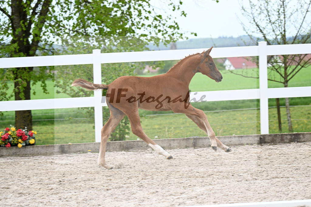 Kat-Nr. 4 SF Va Bene x Dancier_Juerges_23260123 | hf-fotografie - Realisiert mit Pictrs.com