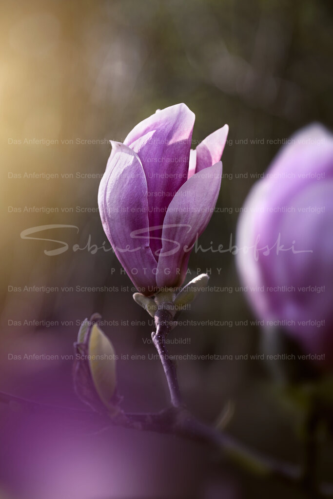 Eleganz im Aufblühen – Magnolie im sanften Licht | Eine Magnolienknospe kurz vor dem Aufblühen – eingefangen im weichen, warmen Licht des Frühlings. Die reduzierte Komposition und die sanften Farbverläufe verleihen dem Motiv eine besondere Tiefe und Ruhe.Dieses Bild steht für Neubeginn, Leichtigkeit und zeitlose Eleganz und bringt eine stilvolle, natürliche Atmosphäre in jeden Raum. - Realized with Pictrs.com