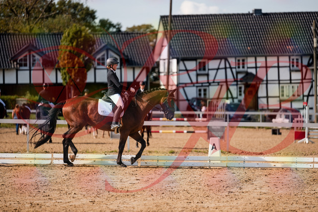 2026_10_03_Siefer-Hof_130500_Z63_68149014 | Professionelle Reitsport-, Turnier- und Eventfotografie von Robert Broda. Galerien mit ausgewählten und bearbeiteten Bildern direkt online ansehen und bestellen.