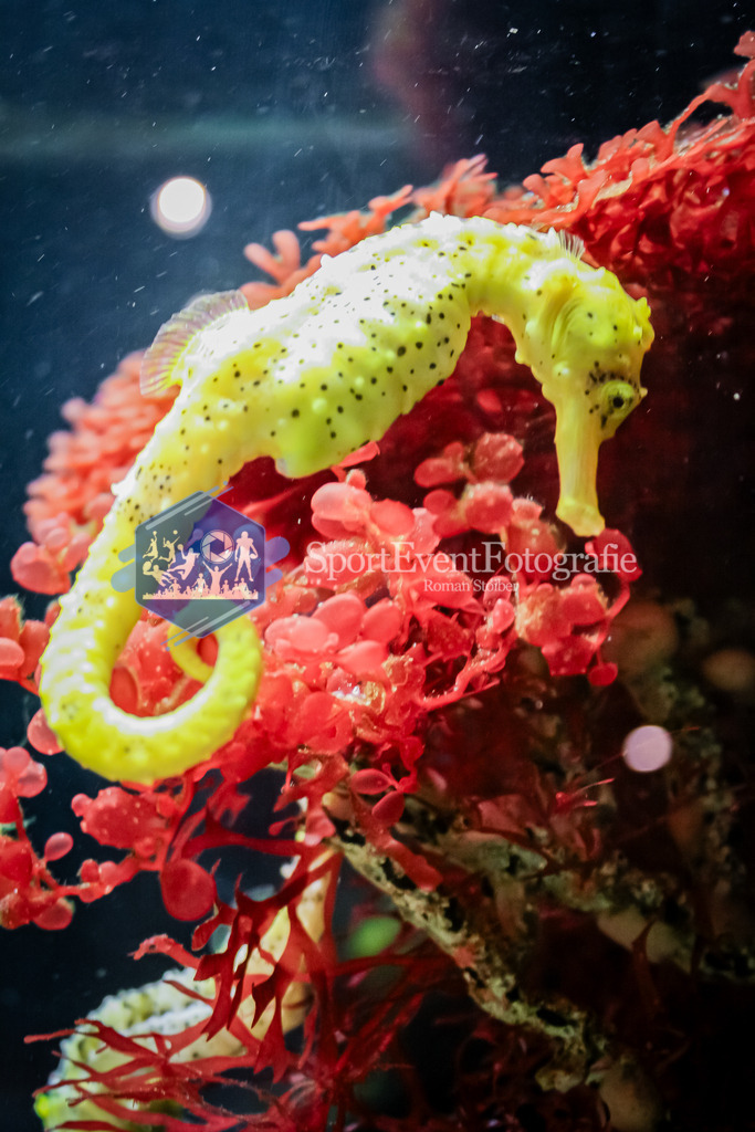 IMG_0713 | SportEventFotografie - Roman Stoiber