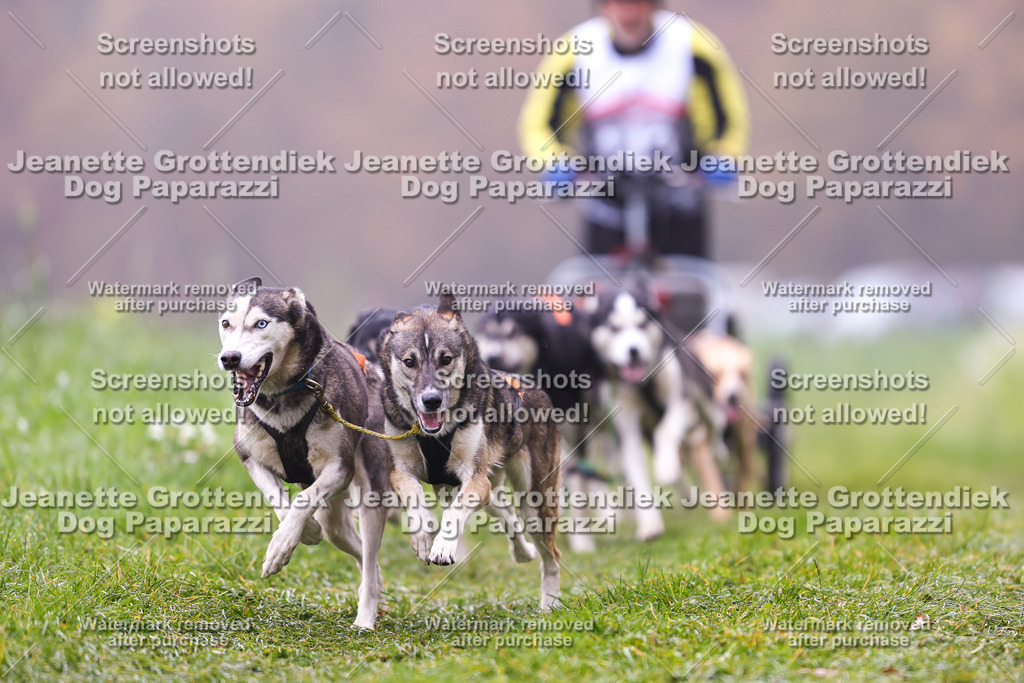 Dog Paparazzi - Visbeck 25 -49 | Dog Paparazzi Jeanette Grottendiek Fotografie & Videografie - Realisiert mit Pictrs.com