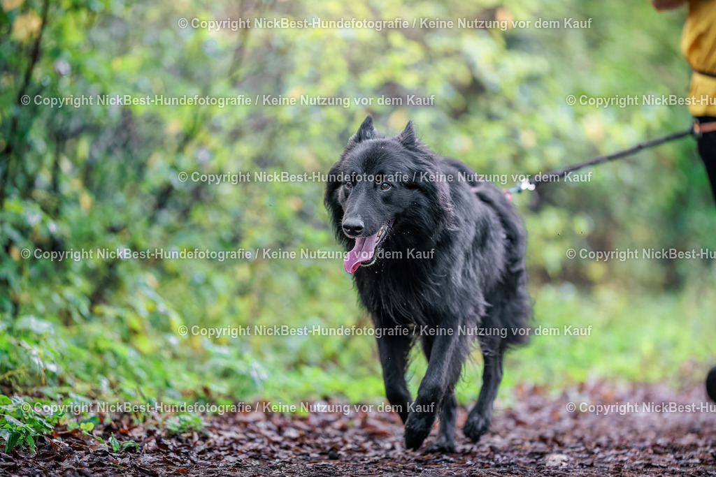THS-HSV-Blumenthal-2026-Nickbest-Hundefotografie-0865 | Dein Hund! Dein Moment! Deine Erinnerungen! Hundefotografie in Bremen Blumenthal. Ich fange die besonderen Momente deines Vierbeiners ein – ob Indoor mit Blitzanlage oder in der freien Natur. Sicher dir dein Moment und dein Termin für eure Erinnerungen.