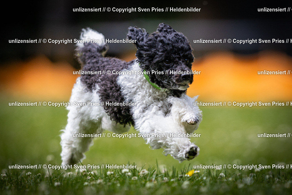 Sven Pries | 2025-05-29 - Pudelrennen KA-Durlach - Realisiert mit Pictrs.com