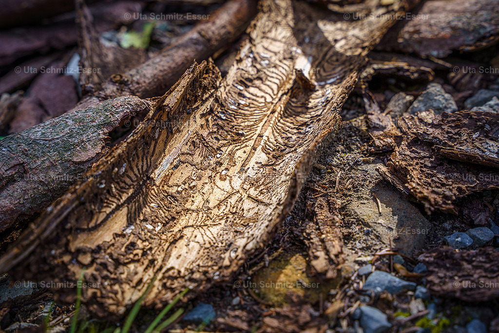 Wald_02 | CEUS Design - Realisiert mit Pictrs.com