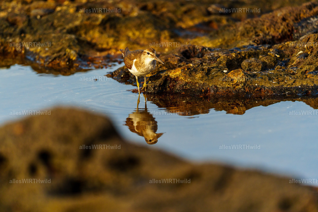 allesWIRTHgut Tierfotografie - allesWIRTHgut.de - 7IV01576 | Entdecke die faszinierende Welt der Natur- und Wildlife-Fotografie von Daniel und Bärbel. Inspirierende Bilder von wilden Tieren und kleinen Naturwundern.