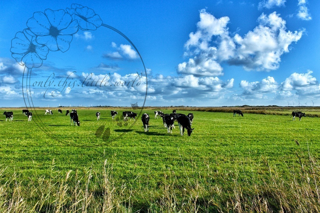 IMG_9468-01 | only.this.little.world - Realisiert mit Pictrs.com