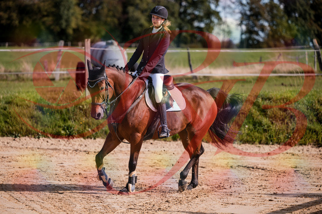 2026_10_03_Siefer-Hof_143552_Z81_05072584 | Professionelle Reitsport-, Turnier- und Eventfotografie von Robert Broda. Galerien mit ausgewählten und bearbeiteten Bildern direkt online ansehen und bestellen.