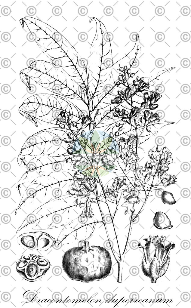 HistAbb_wfo-0000945597_1_ENZY_Simple | Historische Abbildung von Dracontomelon duperreanum - Anacardiaceae | Historical Illustration of Dracontomelon duperreanum - Anacardiaceae