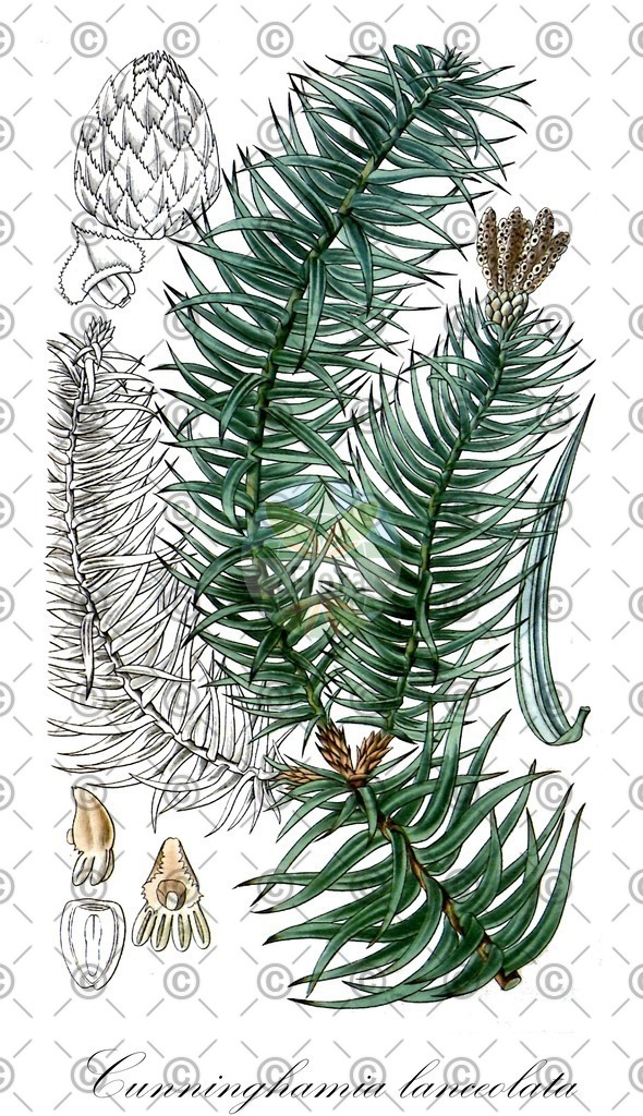 HistAbb_wfo-0000629388_1_ENZY_Simple | Historische Abbildung von Cunninghamia lanceolata - Cupressaceae | Historical Illustration of Cunninghamia lanceolata - Cupressaceae