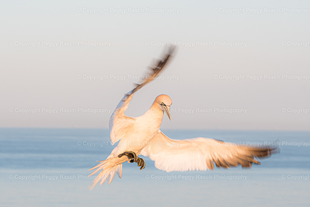 Basstölpel | auf Helgoland - Realisiert mit Pictrs.com