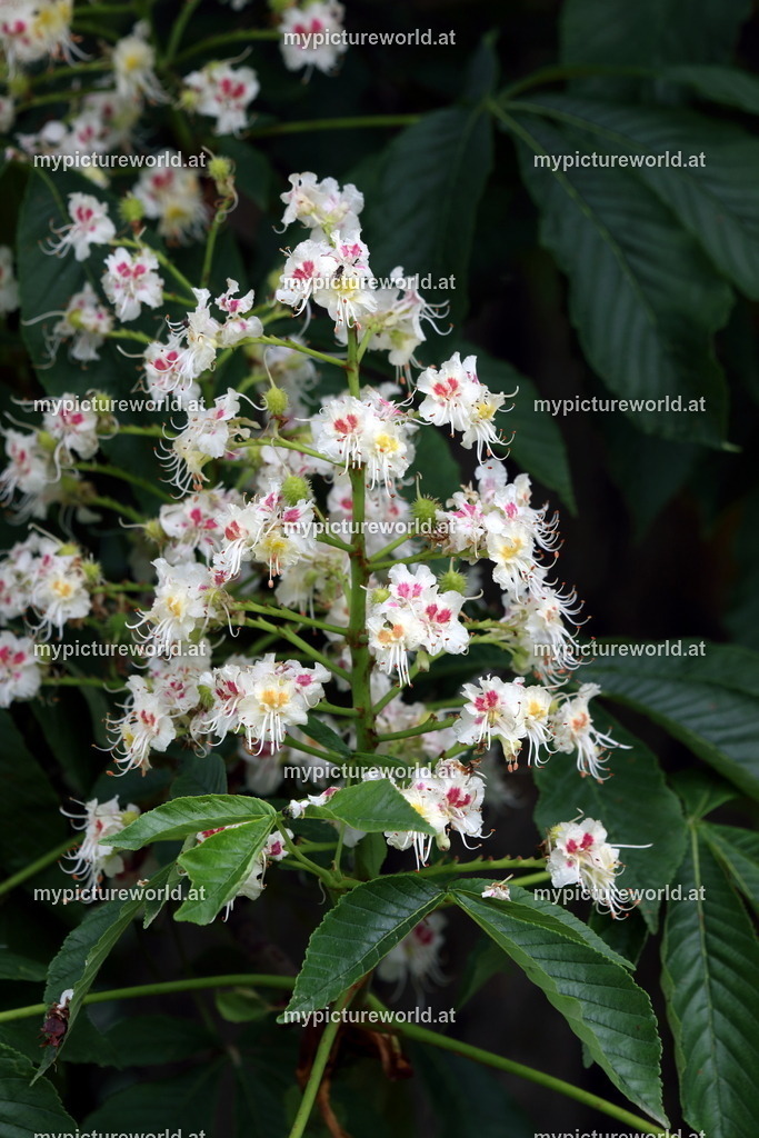 Gewöhnliche Rosskastanie-002 | Das Bilderarchiv über Tiere, Planzen und Landschaften. In der Bilddatenbank finden Sie ein große Auswahl an hochwertigen Bilder für Ihre Werbung - Realisiert mit Pictrs.com