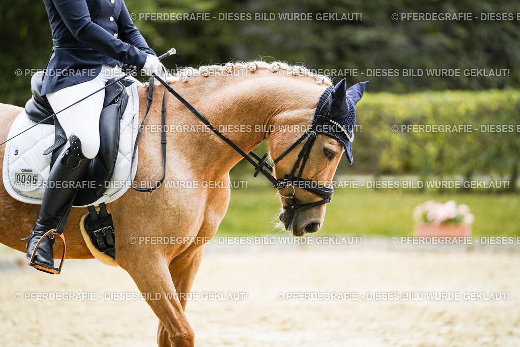 DSC09122 | Pferdegrafie