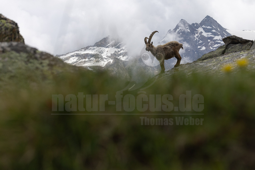 _5NF1405_20250713 | Der Bildershop von www.natur-focus.de bietet ihnen den einfachen Kauf von Bildmaterial per Download aus allen Bereichen der Natur. In den Galerien finden sie Landschaftsfotos, Tierbilder und natürlich auf Pflanzenfotos. - Realisiert mit Pictrs.com