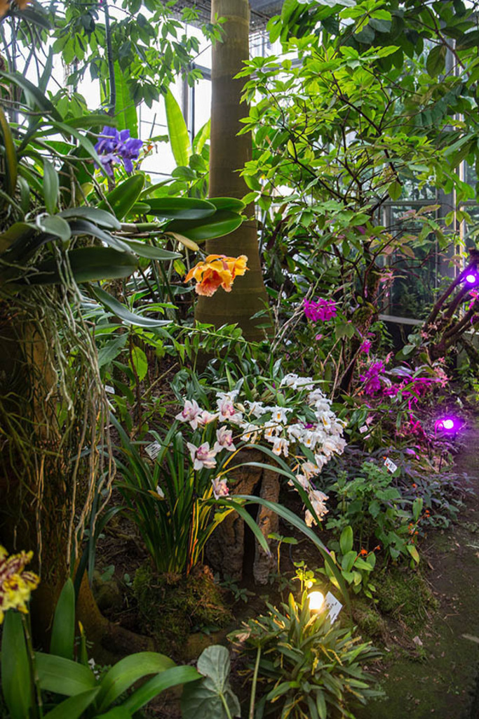 Orchideenschau im Botanischen Garten der Universität Leipzig | Entdecke über 20 Kategorien Leipzig-Motive: Foto-Downloads, hochwertige Poster, Leinwand- & Fine-Art-Prints. Jetzt Lieblingsfoto im Bildlexikon Leipzig Shop bestellen!