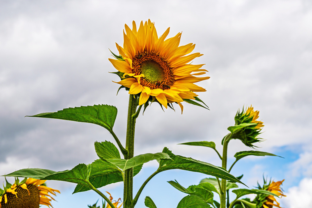 Sonnenblumenfeld zwischen Stäbelow und Clausdorf bei Rostock | Sonnenblumenfeld zwischen Stäbelow und Clausdorf bei Rostock.