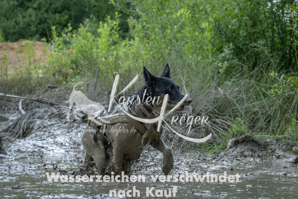 1409_ZZ91240-Verbessert-RR | kk-dogfotos