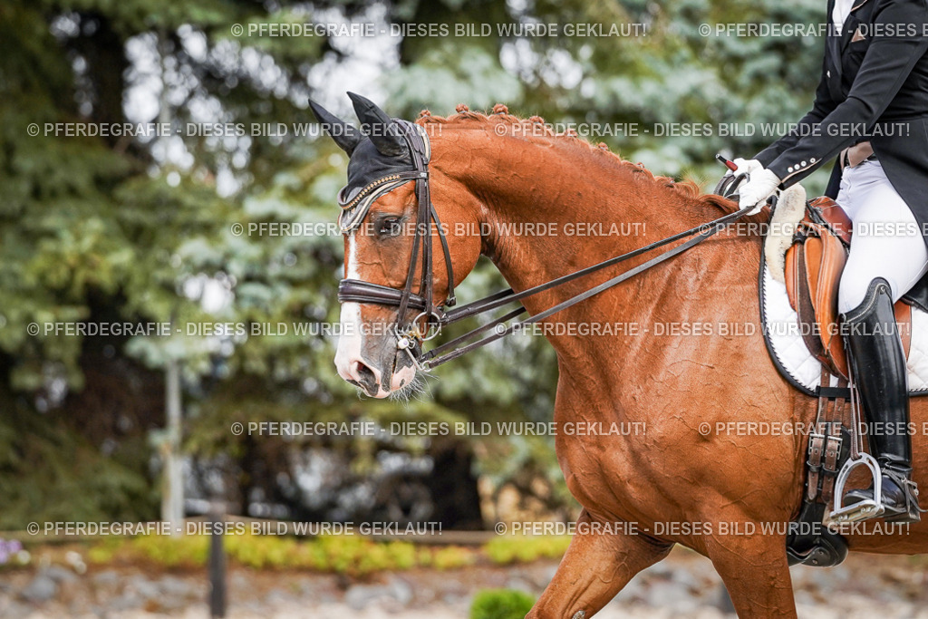 DSC06465 | Pferdegrafie