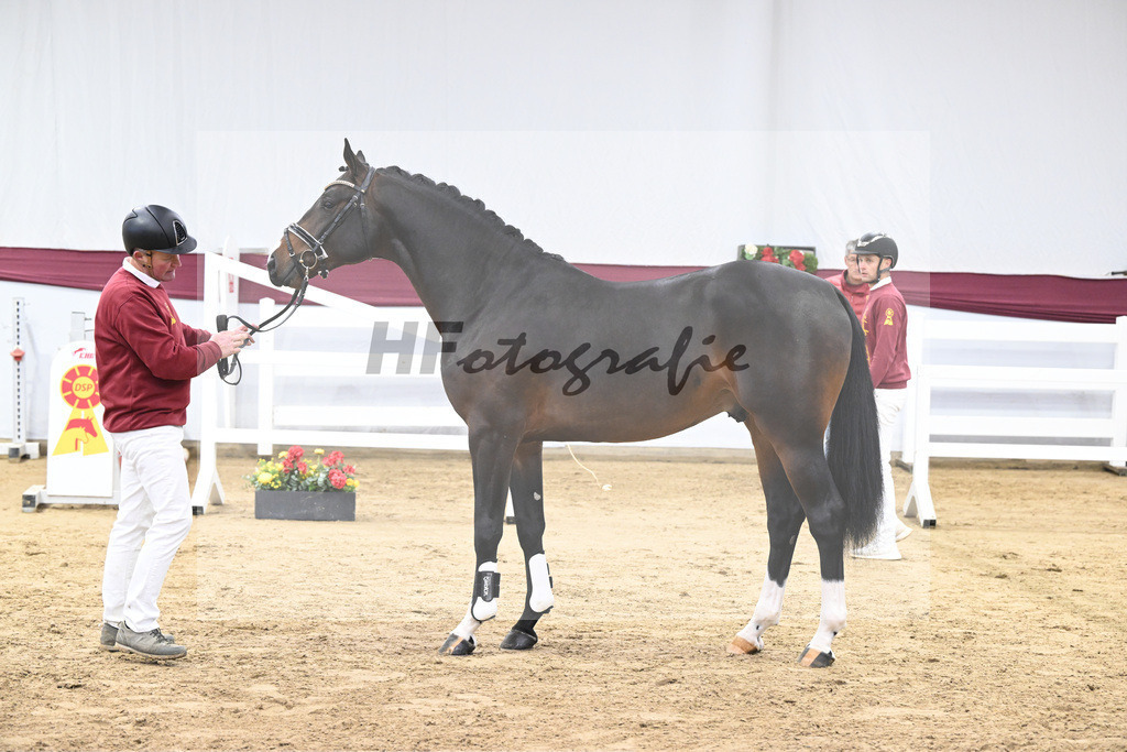 Kat-Nr. 100 Million Dollar x Diarado_ZG Schuster u. Schmid-Zemann_47253234 | hf-fotografie - Realisiert mit Pictrs.com