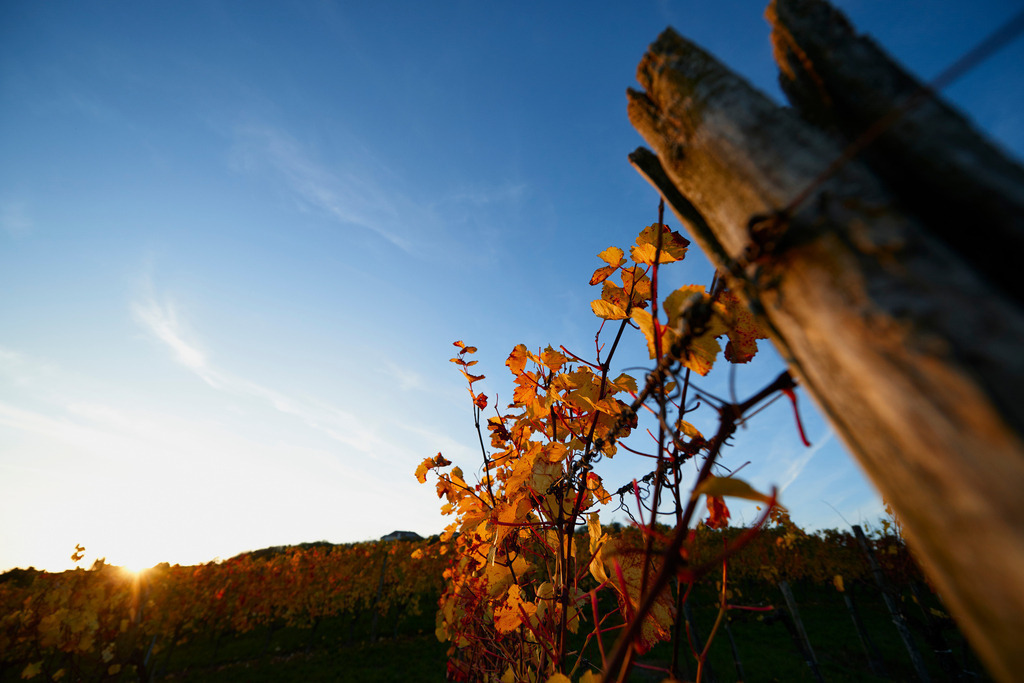 Weinstock im Herbst | Hagenbrunn, Austria - October 18, 2014: Weinstock im Herbst im Gegenlicht. - Realisiert mit Pictrs.com
