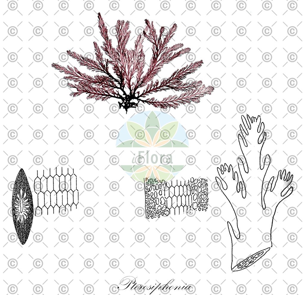 HistAbb_wfo-0001140521_1_ENZY_Simple | Historische Abbildung von Pterosiphonia - Rhodomelaceae (0) | Historical Illustration of Pterosiphonia - Rhodomelaceae (0)