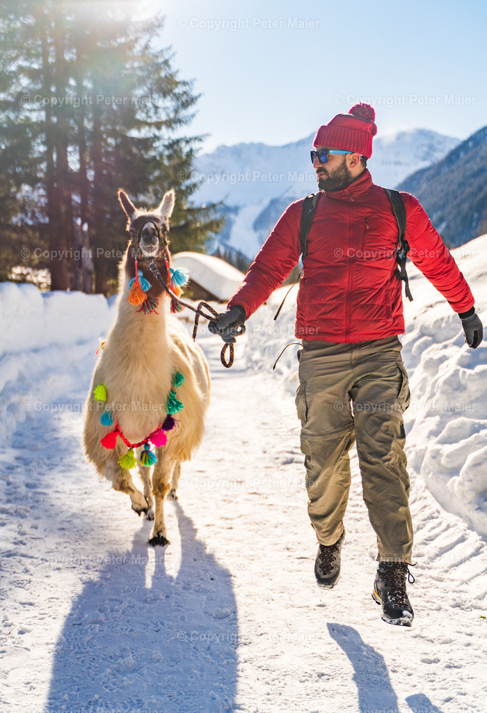 Lama_Wanderung_Winter_Stapitzer_See-111 | piet_flosse