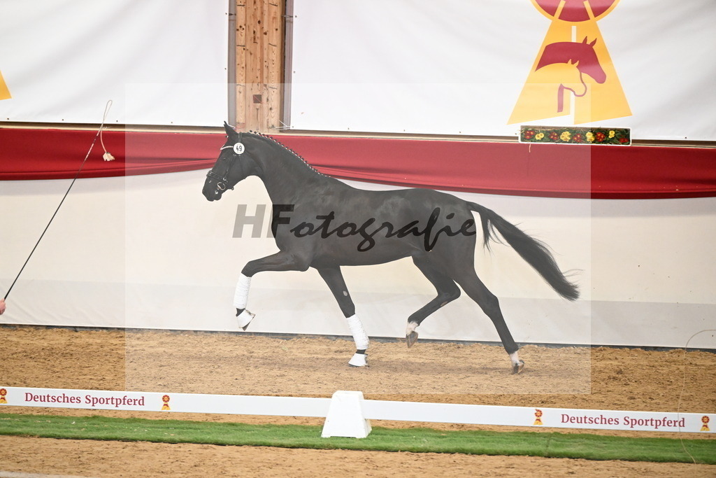 Kat.-Nr. 49 v. Debutant PS_Greim_2250168 | hf-fotografie - Realisiert mit Pictrs.com