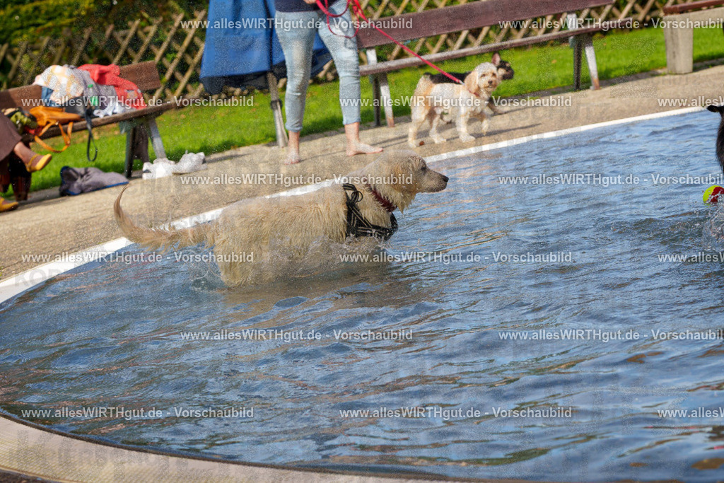 Hundeschwimmen_Grefrath_2026-allesWIRTHgut_Tierfotografie-13_02-FAY00484 | Professionelle Tierfotografie in Mönchengladbach von Daniel Wirth (allesWIRTHgut). Liebevolle & natürliche Bilder von Hunden & Katzen für unvergessliche Erinnerungen.