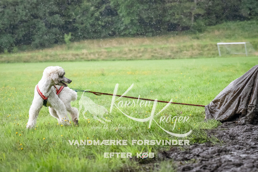 0926_ZZ90982-Bearbeitet | kk-dogfotos