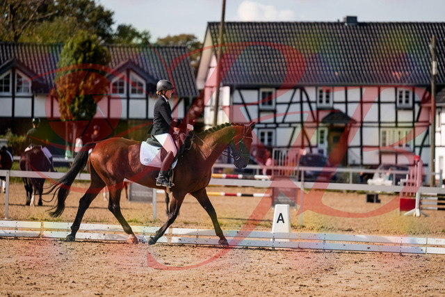 2026_10_03_Siefer-Hof_130500_Z63_68169016 | Professionelle Reitsport-, Turnier- und Eventfotografie von Robert Broda. Galerien mit ausgewählten und bearbeiteten Bildern direkt online ansehen und bestellen.