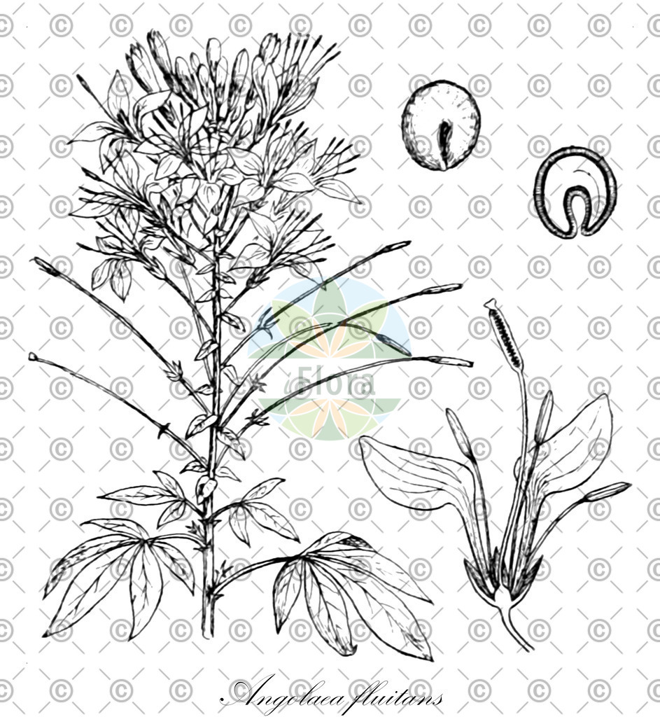 HistAbb_wfo-0000536542_234_ENZY_Simple | Historische Abbildung von Angolaea fluitans - Podostemaceae | Historical Illustration of Angolaea fluitans - Podostemaceae
