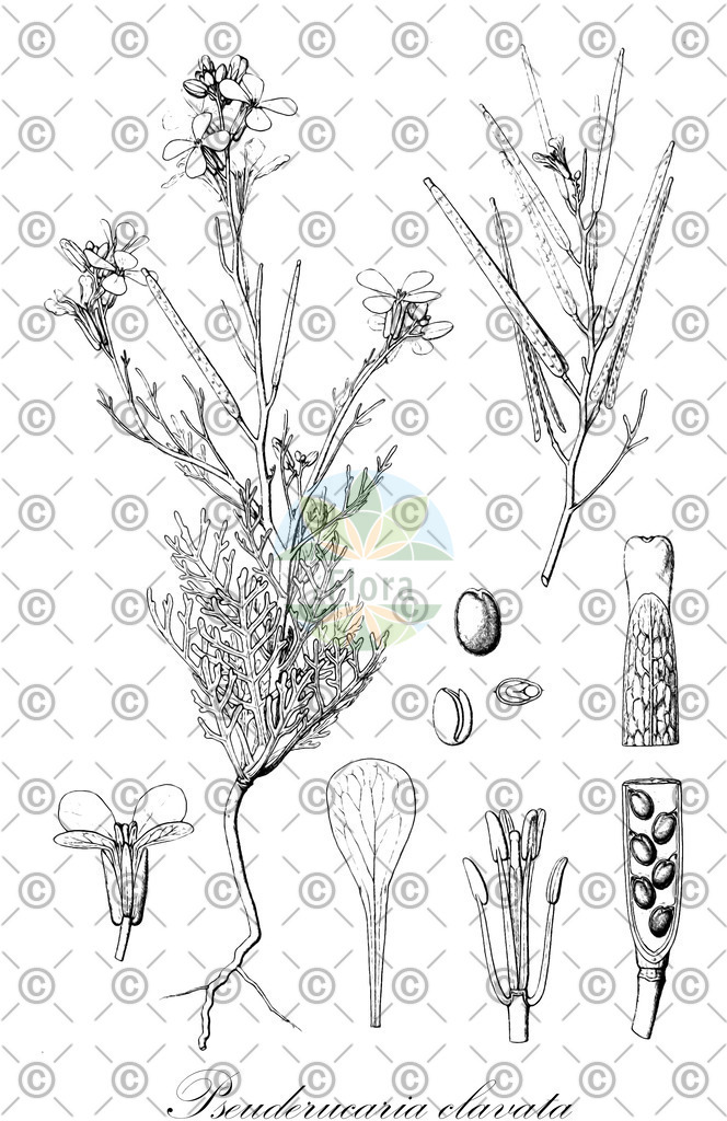 HistAbb_wfo-0000397179_1_ENZY_Simple | Historische Abbildung von Pseuderucaria clavata - Brassicaceae | Historical Illustration of Pseuderucaria clavata - Brassicaceae