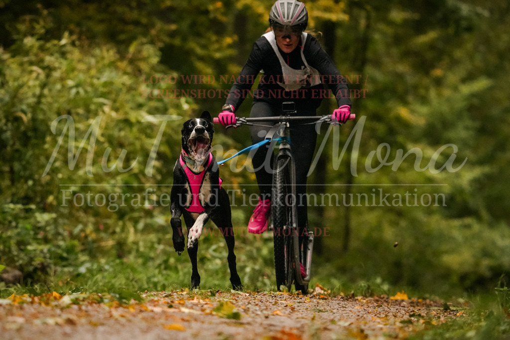 20251005_THS_Turnier-82 | MuT (Mensch und Tier) mit Mona - Fotografie und Tierkommunikation - Realisiert mit Pictrs.com