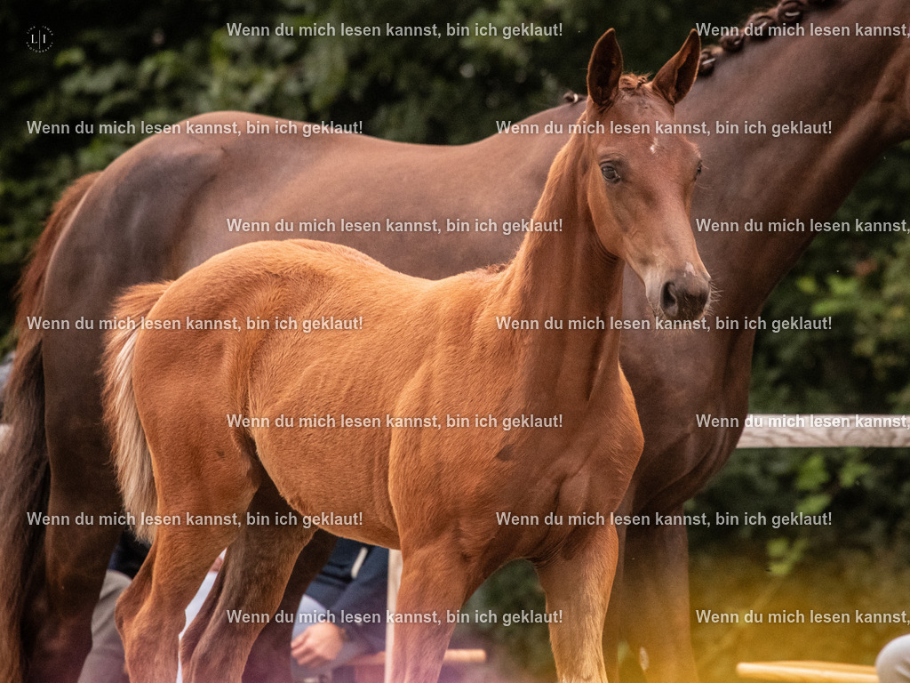 A10I6877 | photographylinaismer - Realisiert mit Pictrs.com