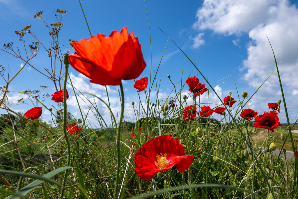 260610_Texel_8411_mr | Entdecke exklusive Fotografie im muebri Shop: Stimmungsvolle Motive  Naturaufnahmen und mehr. Jetzt hochwertige Wandbilder und Fotoabzüge online kaufen! - Realisiert mit Pictrs.com