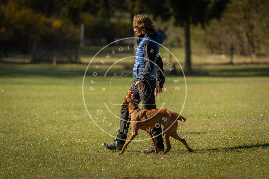 Pfotenfotografie_DV3A0056 | Hundefotografie, Tierfotograf, Pfotenfotografie, Fotoshooting Hund, Hunde Portrait, Hundesport, Hundeportraits, Heideshooting, Hunde, Sportfotograf, Hundefotograf, Turnierhundsport, THS,  - Realisiert mit Pictrs.com