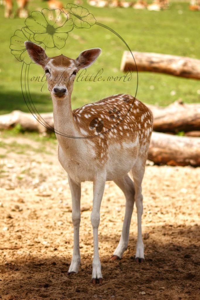 Damtier/Kuh | Weibliches Damwild  - Realisiert mit Pictrs.com