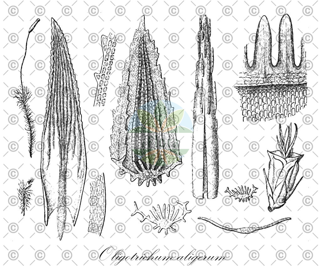 HistAbb_30376_1_SIMPLE | Historische Abbildung von Oligotrichum aligerum - Polytrichaceae | Historical Illustration of Oligotrichum aligerum - Polytrichaceae