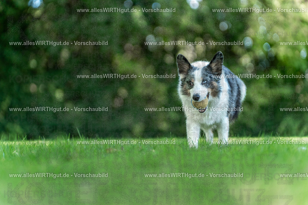 Hundeschwimmen_Volksbad_2026-allesWIRTHgut_Tierfotografie-2609061323-7R500727 | Professionelle Tierfotografie in Mönchengladbach von Daniel Wirth (allesWIRTHgut). Liebevolle & natürliche Bilder von Hunden & Katzen für unvergessliche Erinnerungen.