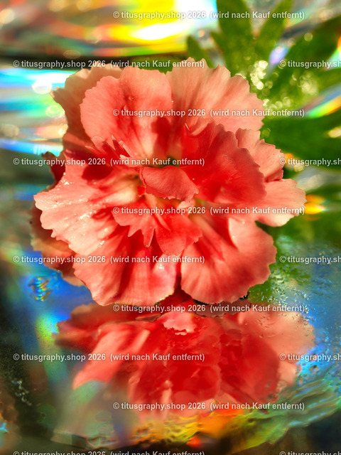 titusgraphy_PB181105-vz-ln | titusgraphy-shop: Geschenkideen mit Qualitätsfotos. titusgraphy-shop: gift ideas with quality photos. titusgraphy-shop: idées cadeaux avec photos de qualité.  - Realisiert mit Pictrs.com