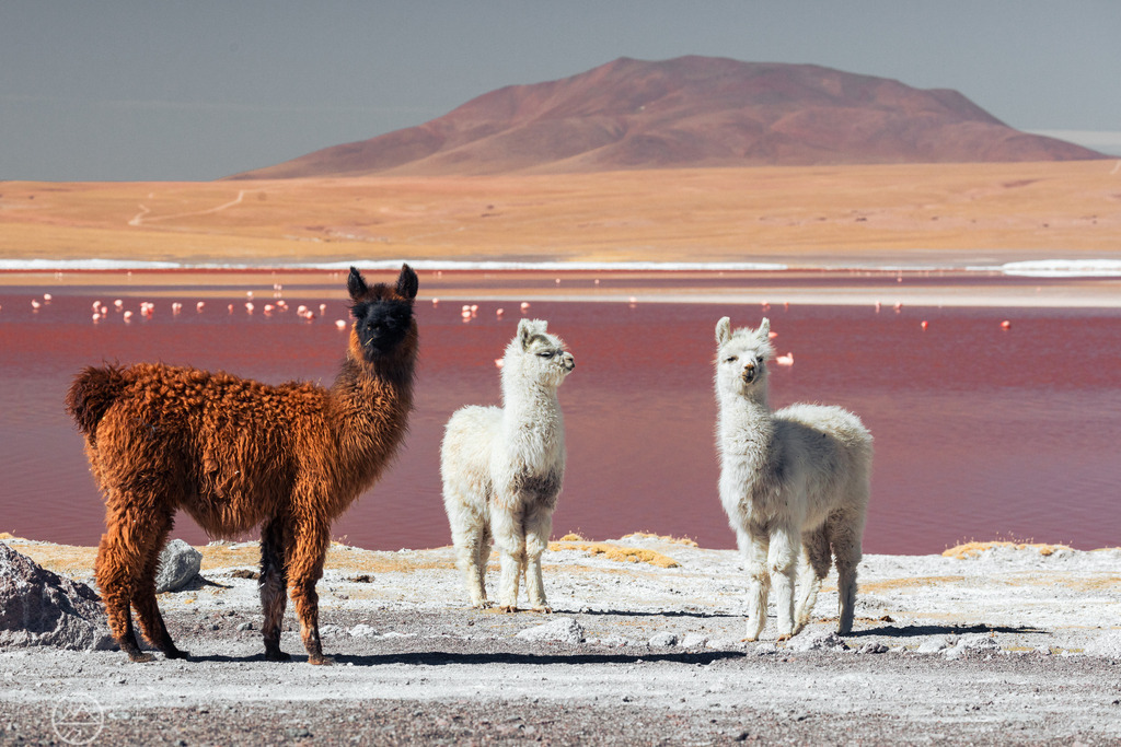 Lamas an der Lagune | Format 3 zu 2 - Realisiert mit Pictrs.com